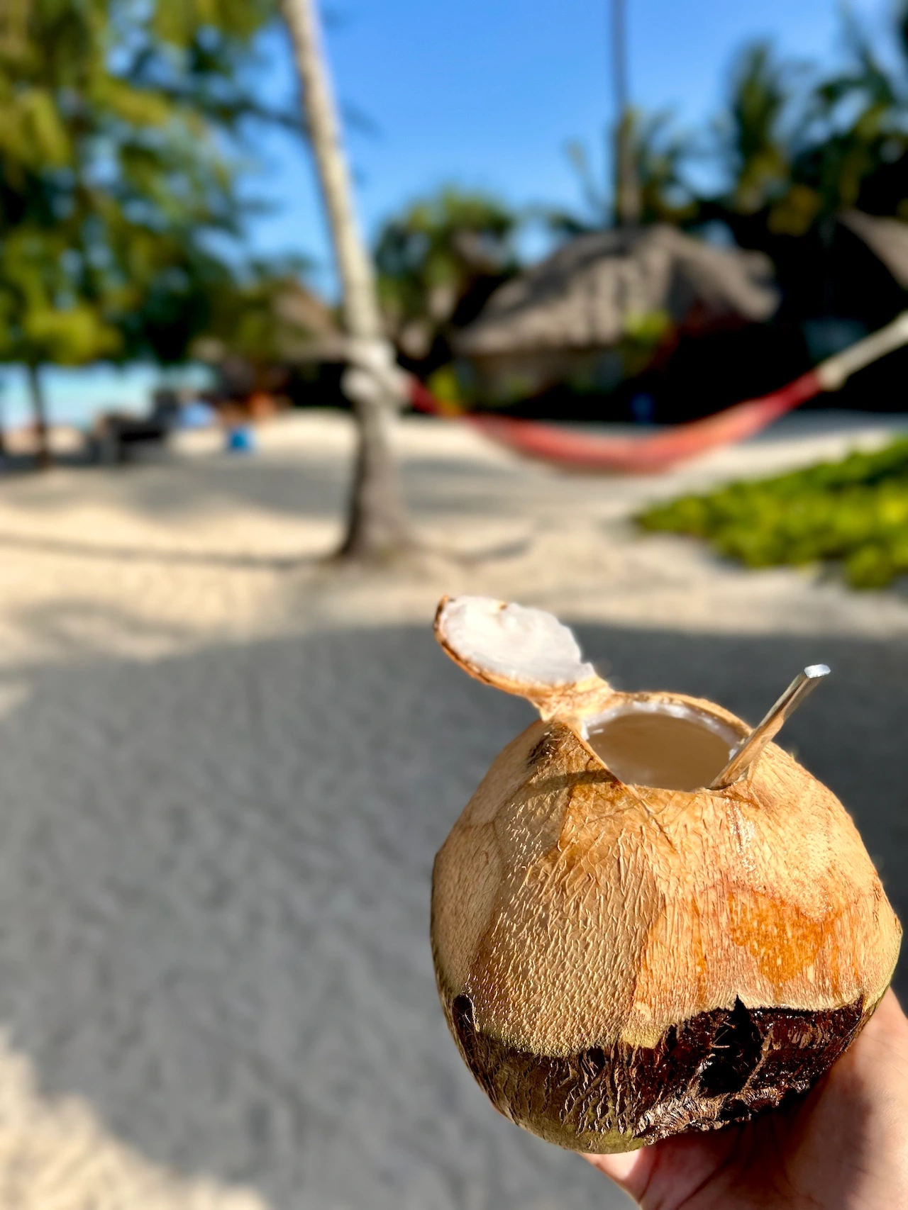 Open coconut with a straw at New Teddys on The Beach